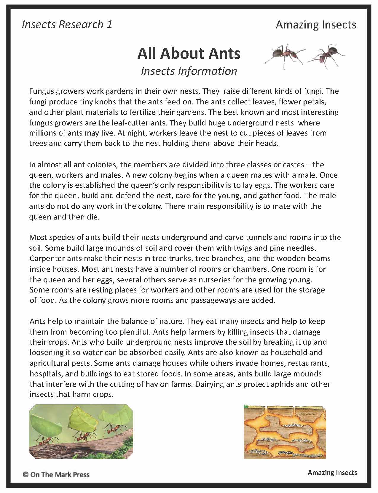 Amazing Insect: 6 Information Research Topics Grades 4-6 Google Slides & Printables