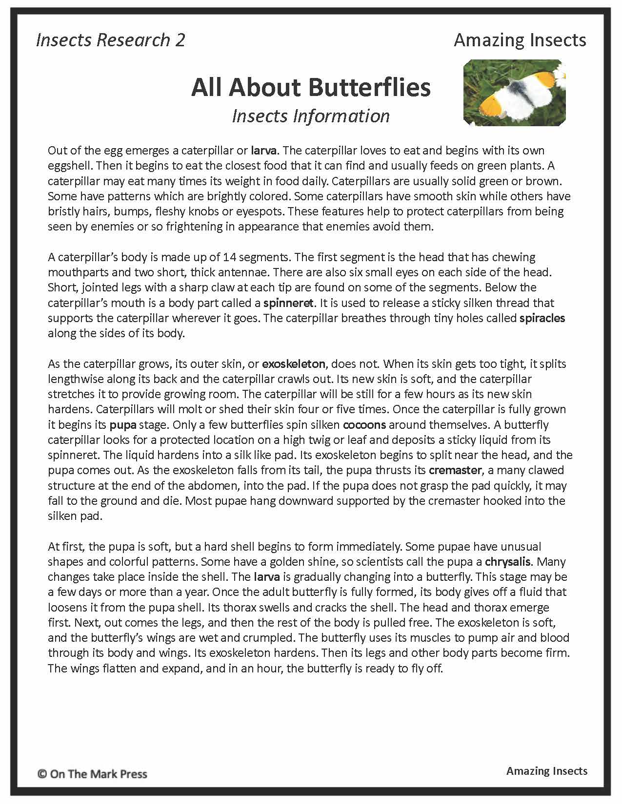 Amazing Insect: 6 Information Research Topics Grades 4-6 Google Slides & Printables