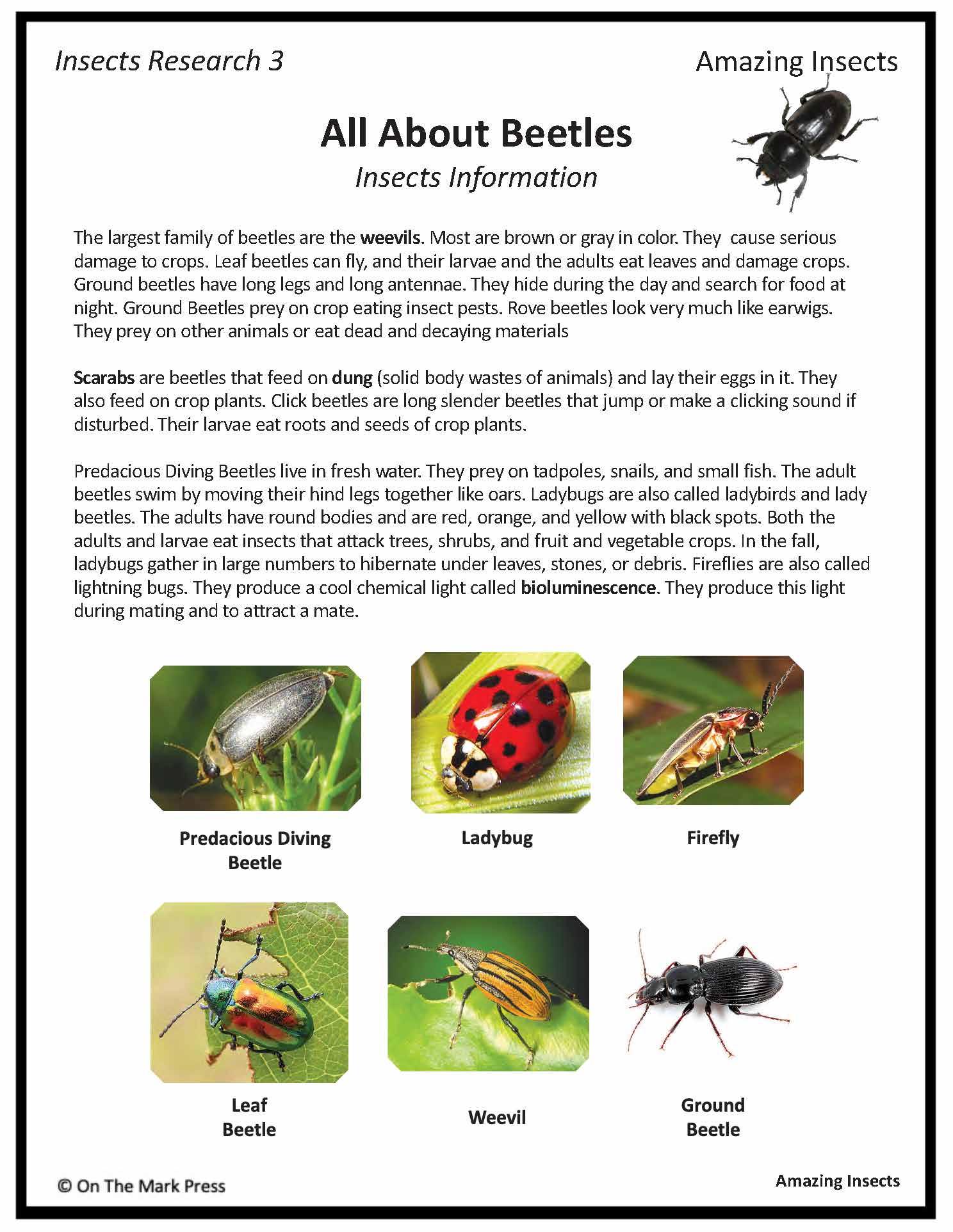 Amazing Insect: 6 Information Research Topics Grades 4-6 Google Slides & Printables