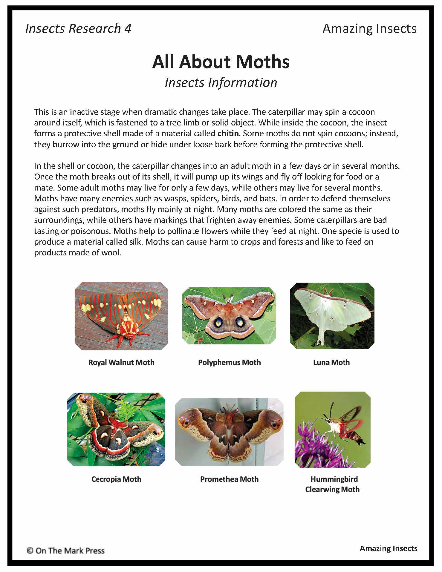 Amazing Insect: 6 Information Research Topics Grades 4-6 Google Slides & Printables