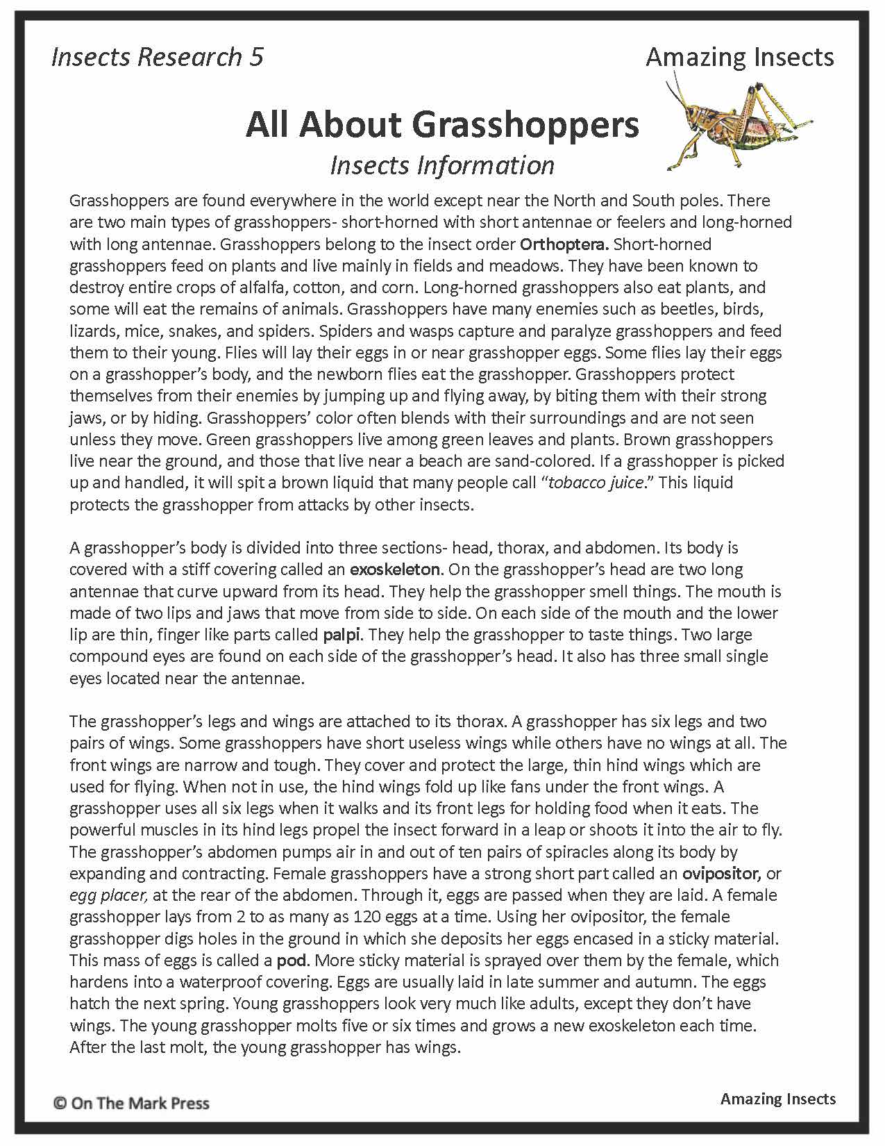 Amazing Insect: 6 Information Research Topics Grades 4-6 Google Slides & Printables