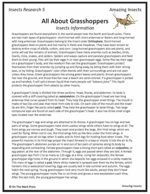 Amazing Insect: 6 Information Research Topics Grades 4-6 Google Slides & Printables