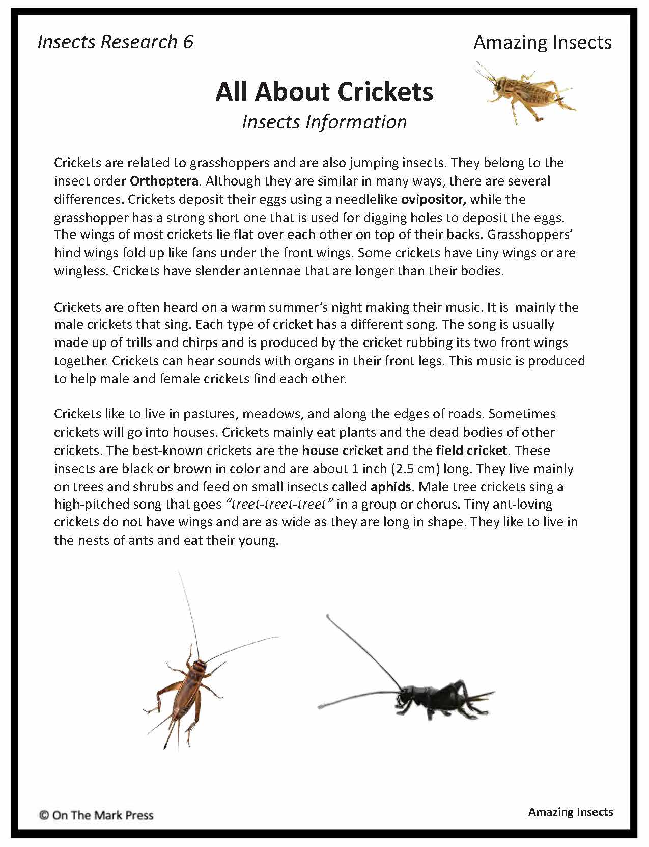 Amazing Insect: 6 Information Research Topics Grades 4-6 Google Slides & Printables