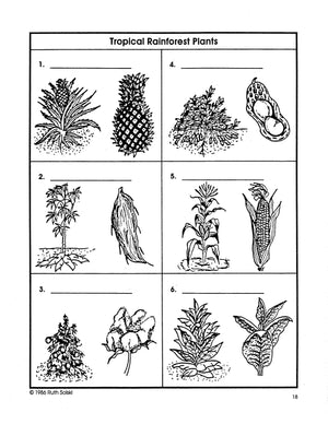 All About Tropical Rainforests Grades 4-6 Plants, Animals, Life in the Amazon