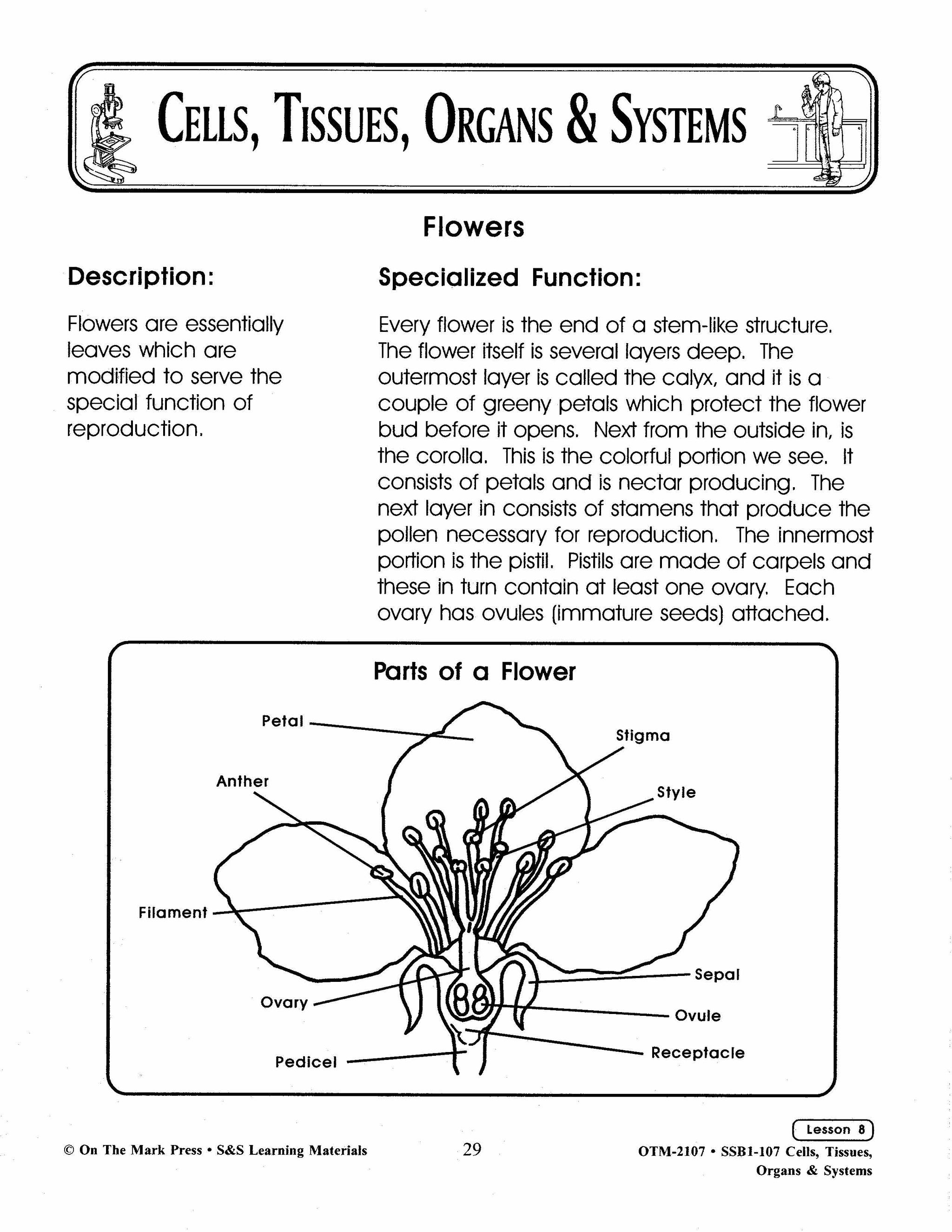 What's special about plants?  Lesson Grades 7-8