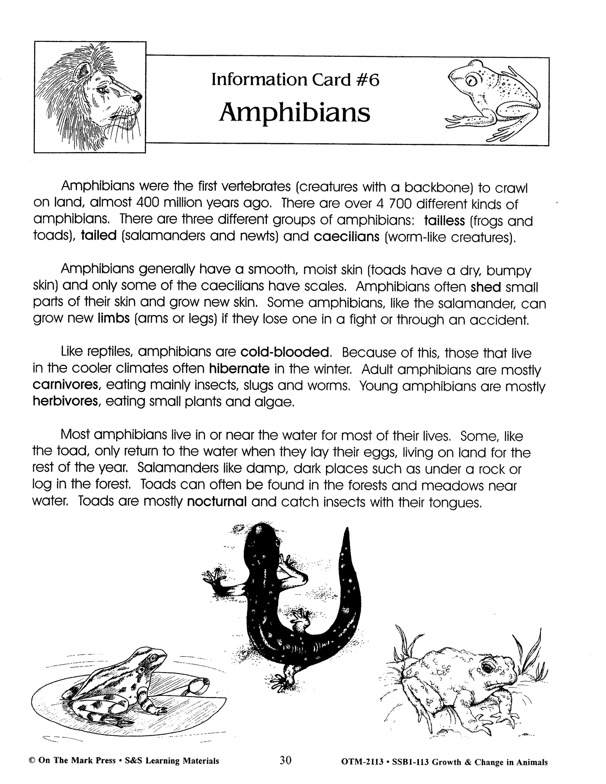 Amphibians Lesson Grades 2-3