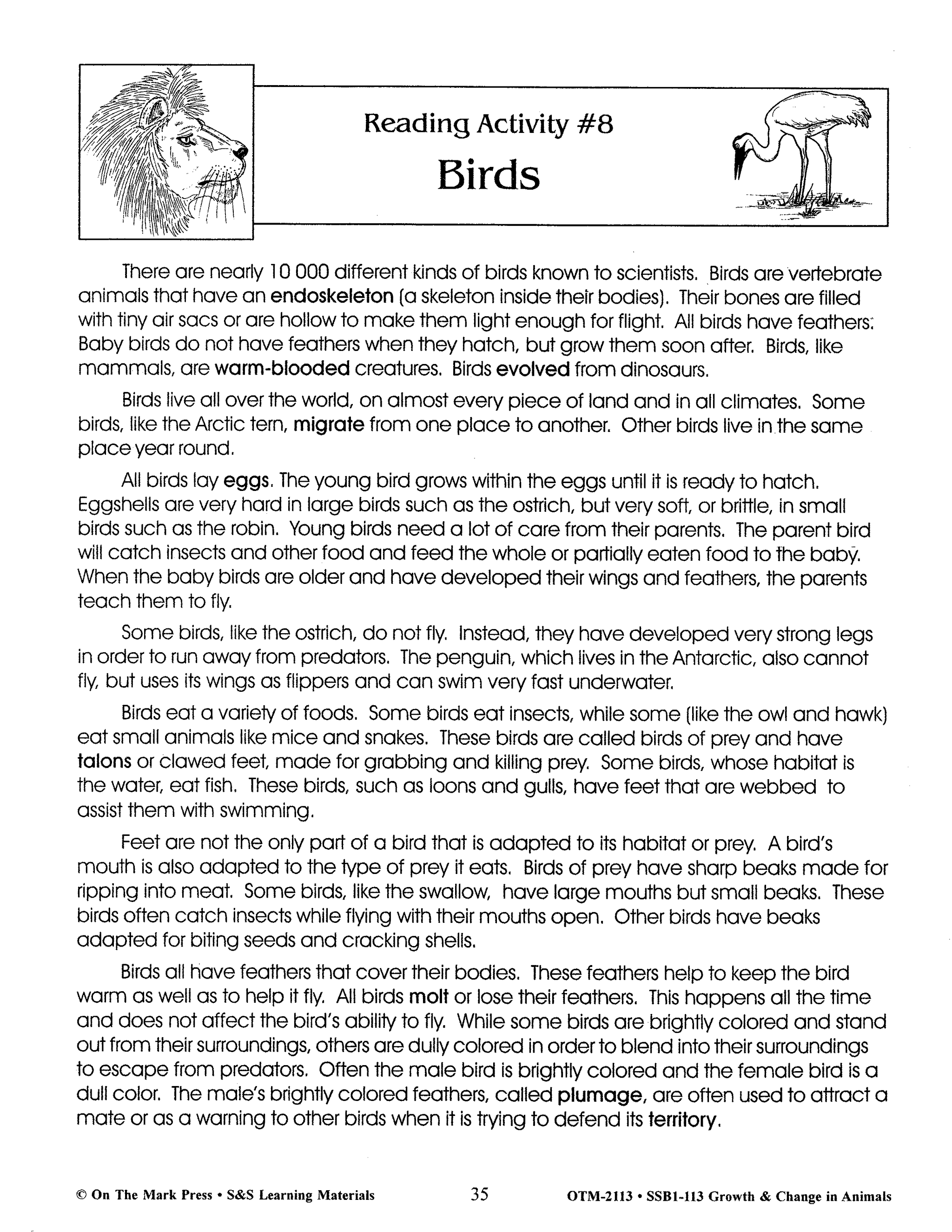Birds Lesson Grades 2-3