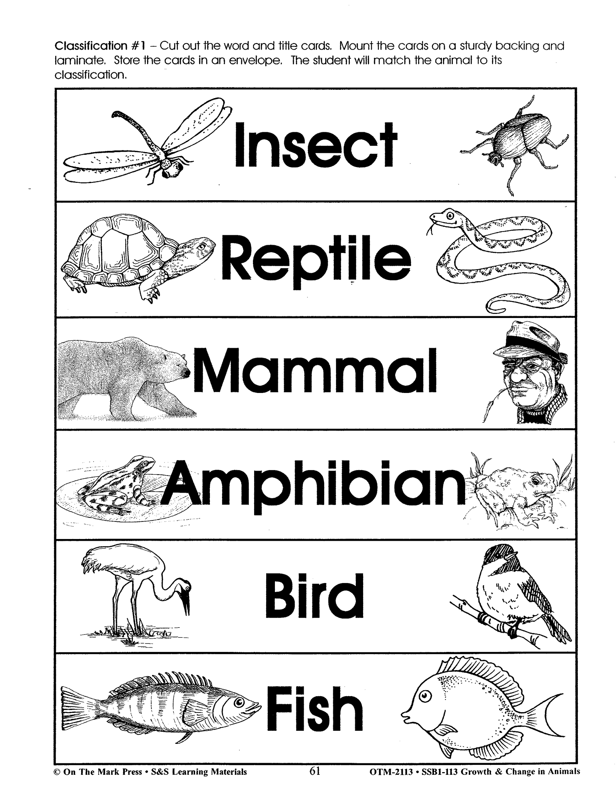 What Kind of Animal is it?  Classification Activity Grades 2-3