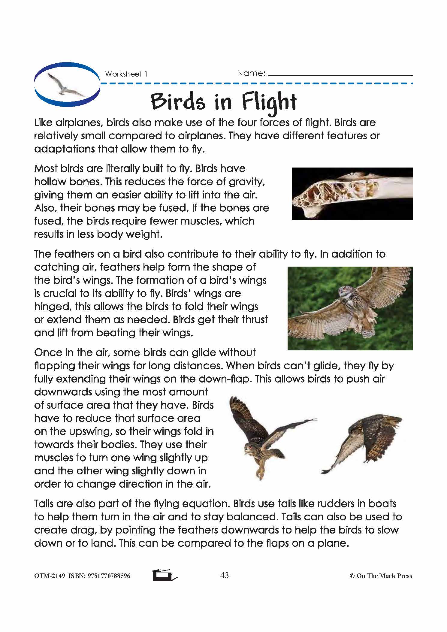 Birds in Flight Grade 6 Lesson with Experiments