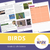 Birds Lesson and Worksheets Gr 2 - Physical Characteristics; Flight; Behavior
