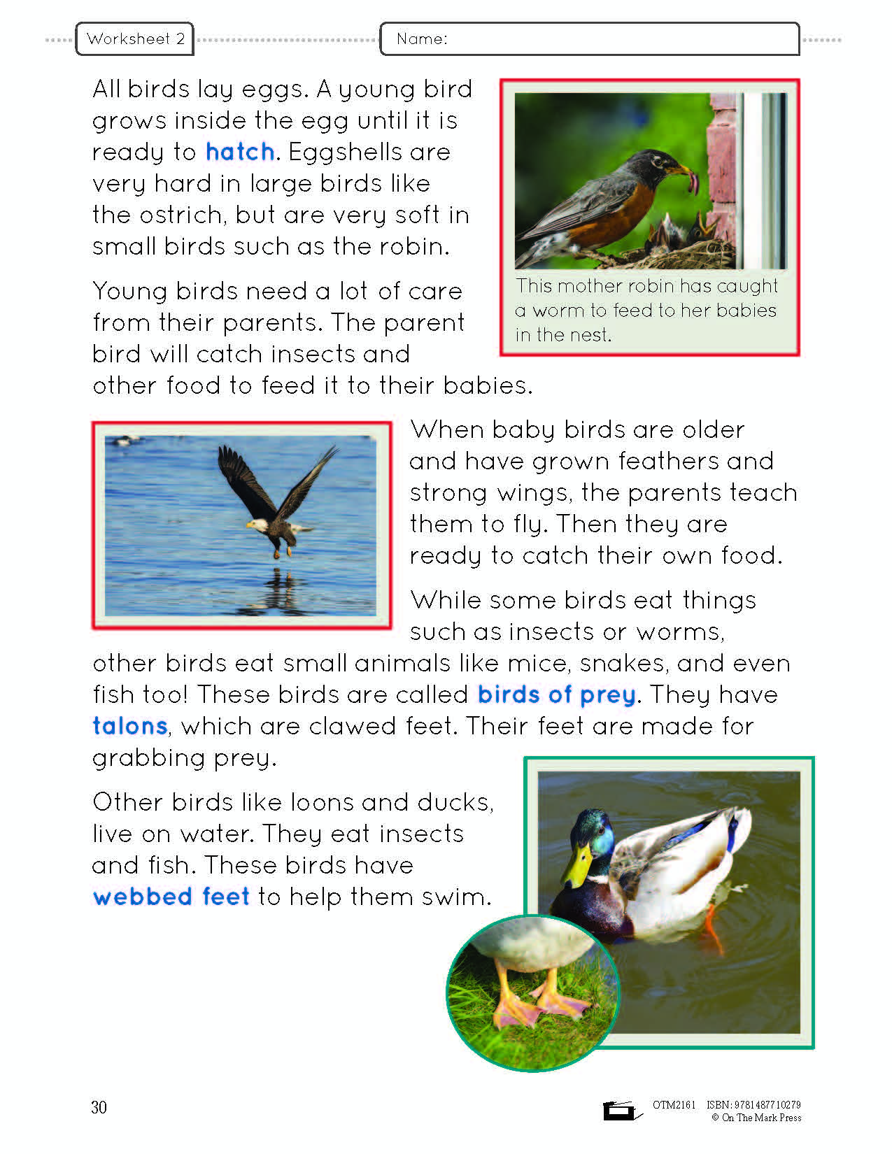 Birds Lesson and Worksheets Gr 2 - Physical Characteristics; Flight; Behavior