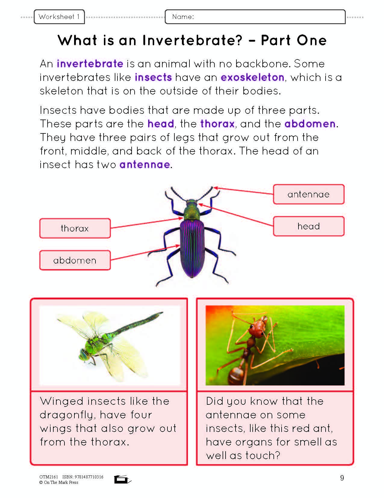Ontario Grade 2 Science & Social Studies 5 Book Savings Bundle!