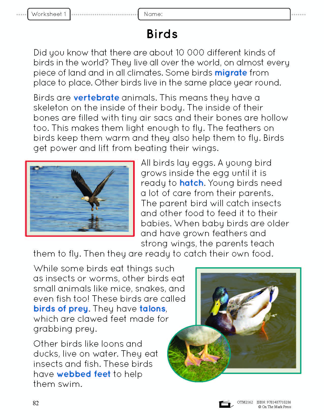Birds Lesson Plan and Activities Grade 3