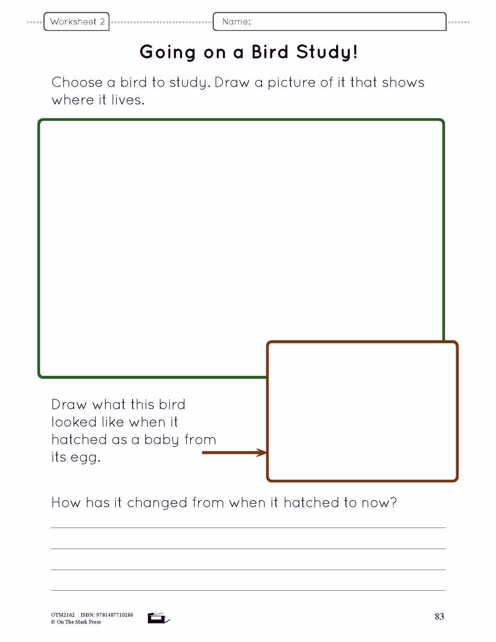 Birds Lesson Plan and Activities Grade 3