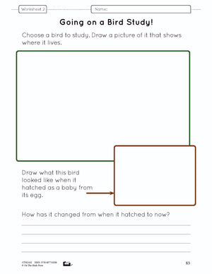Birds Lesson Plan and Activities Grade 3