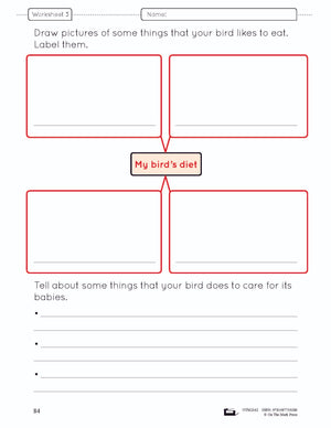 Birds Lesson Plan and Activities Grade 3