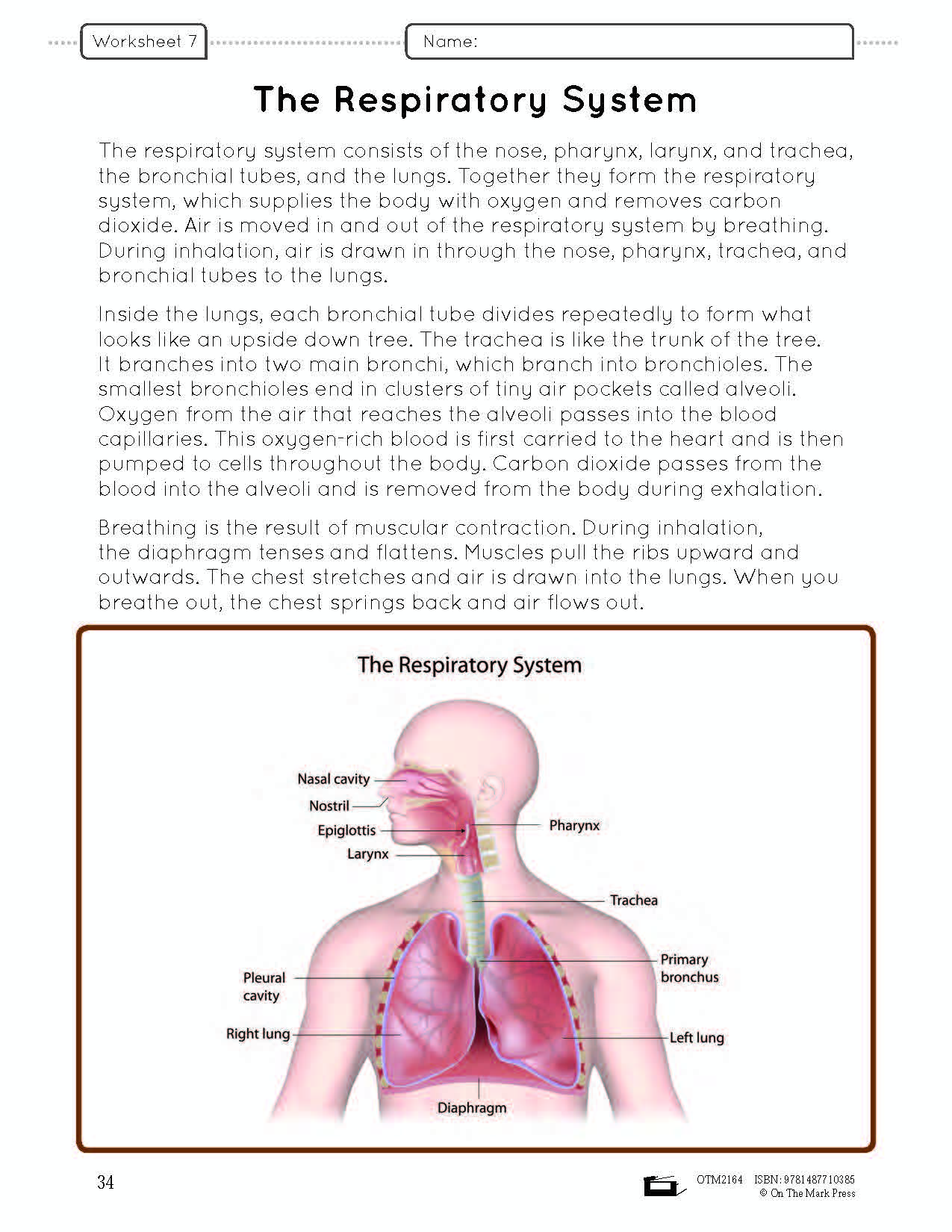 Systems in the Body e-Lesson Plan Grade 5