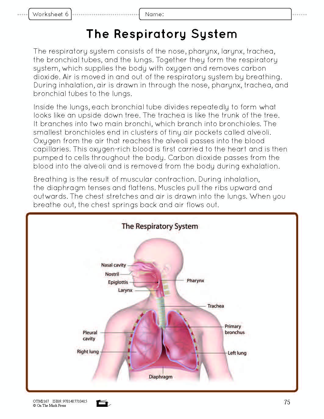Systems in the Body e-Lesson Plan Grade 8