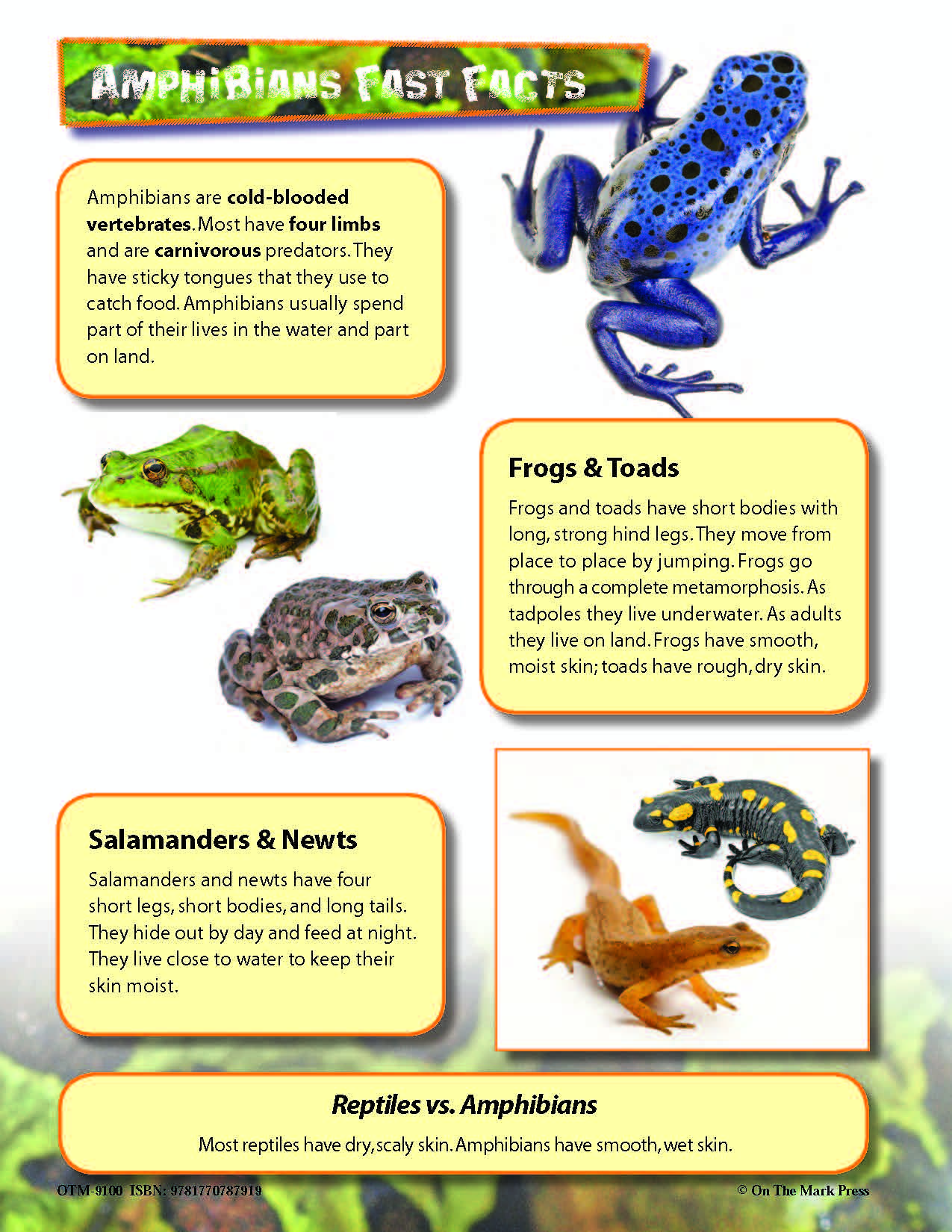 Reptiles Activities & Fast Fact Reading Folder Grades 3+