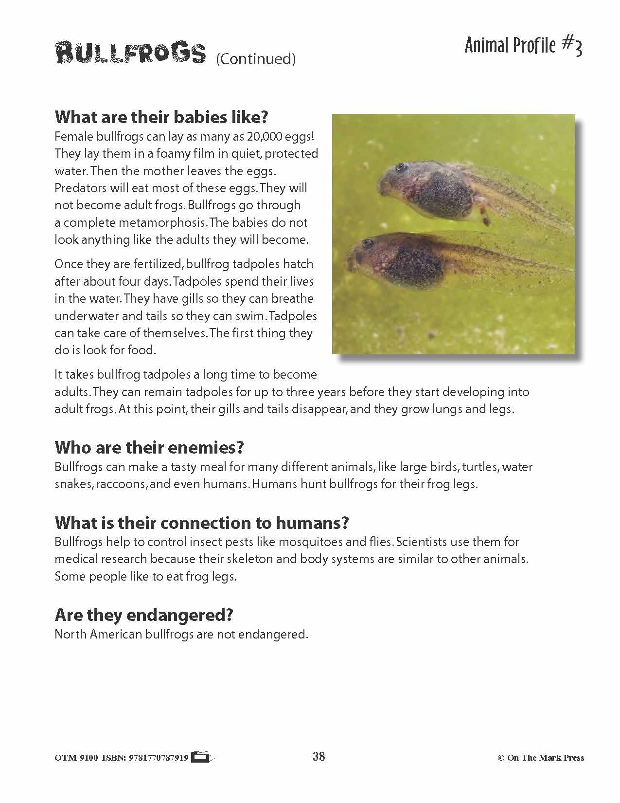 Amphibians Activities & Fast Fact Reading Folder Grades 3+