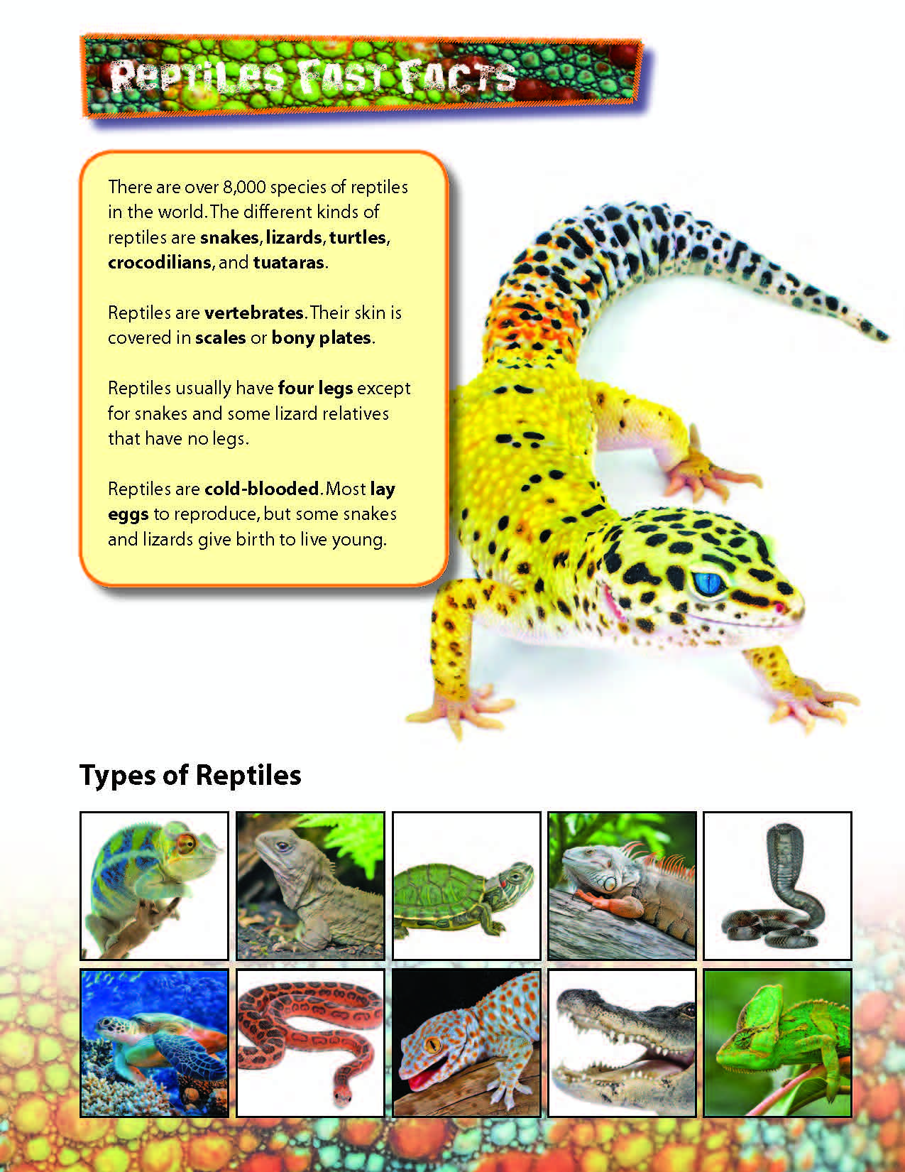 Amphibians Activities & Fast Fact Reading Folder Grades 3+