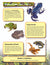 Amphibians Activities & Fast Fact Reading Folder Grades 3+