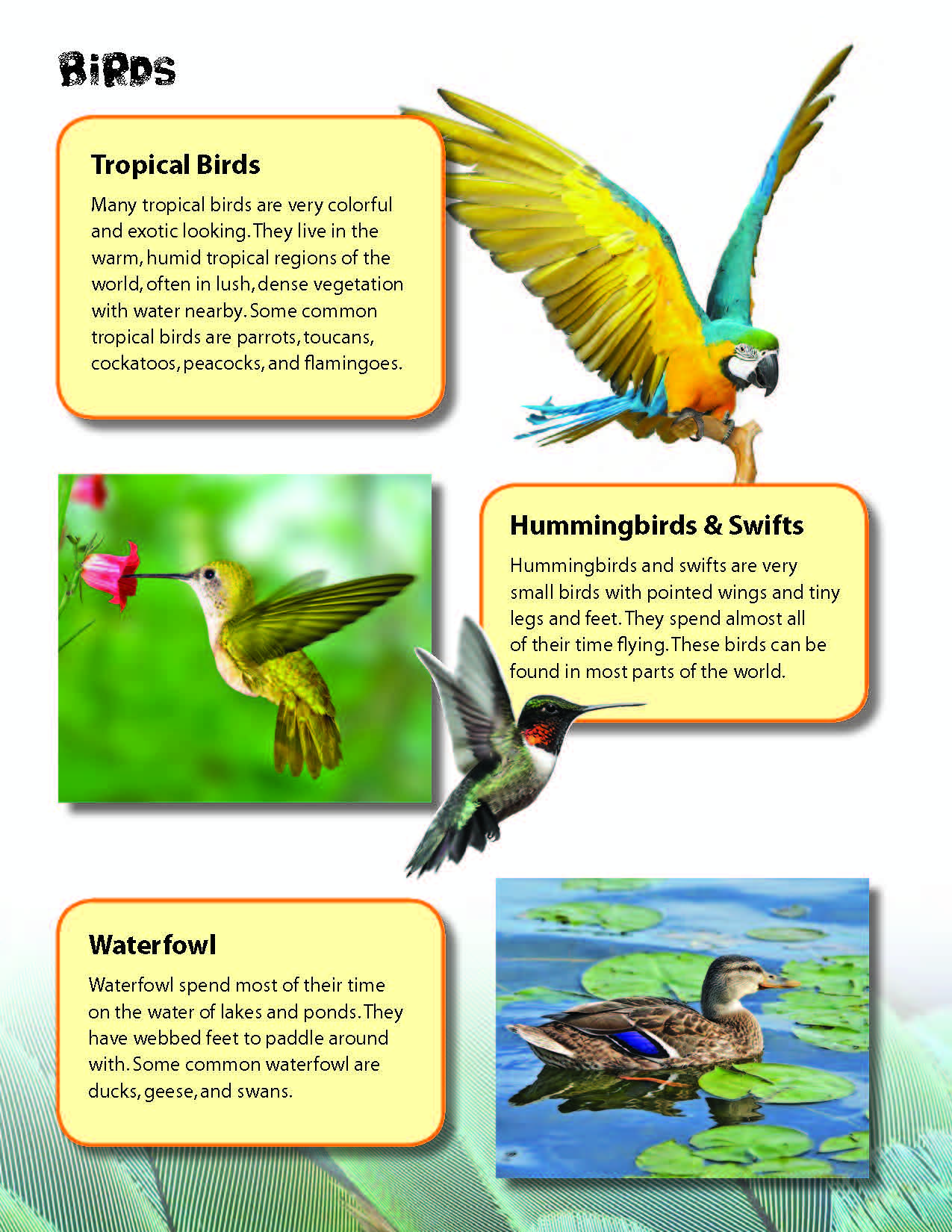 Birds Activities & Fast Fact Reading Folder Grades 3+