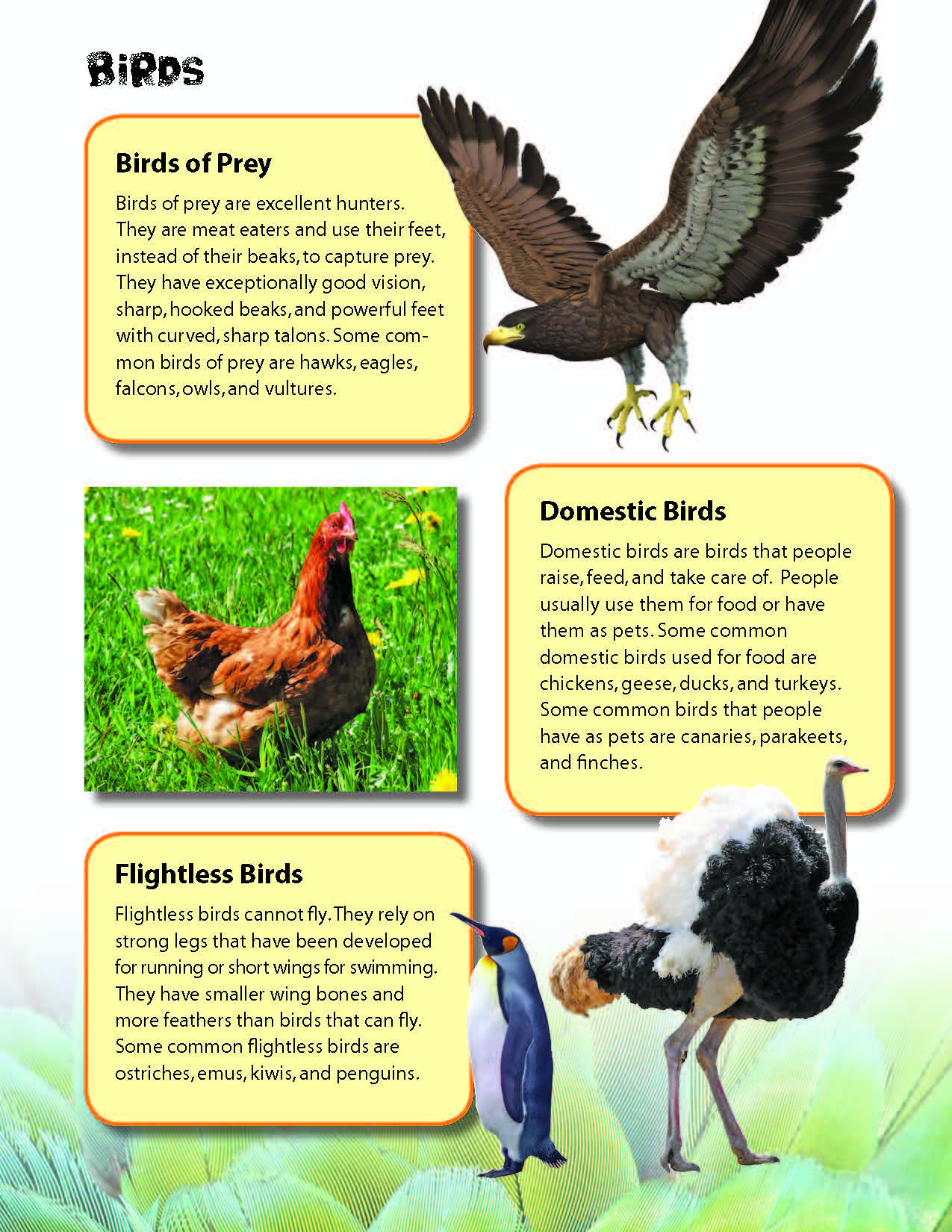Birds Activities & Fast Fact Reading Folder Grades 3+