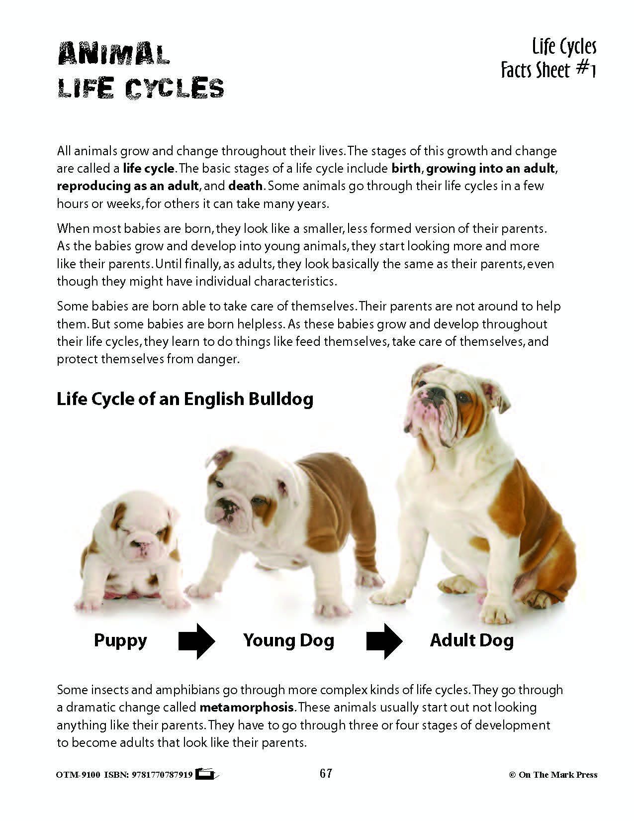 Life Cycles Activities Grades 3+