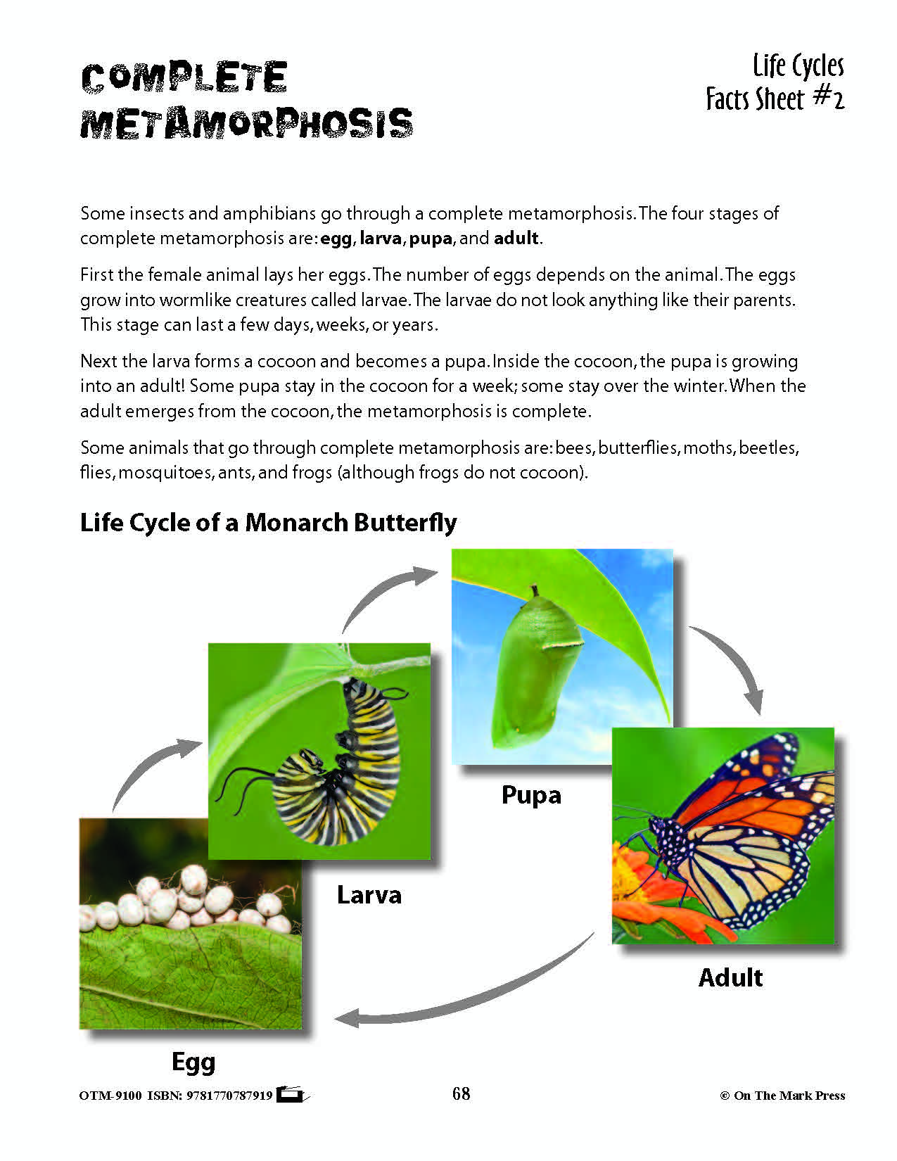 Life Cycles Activities Grades 3+