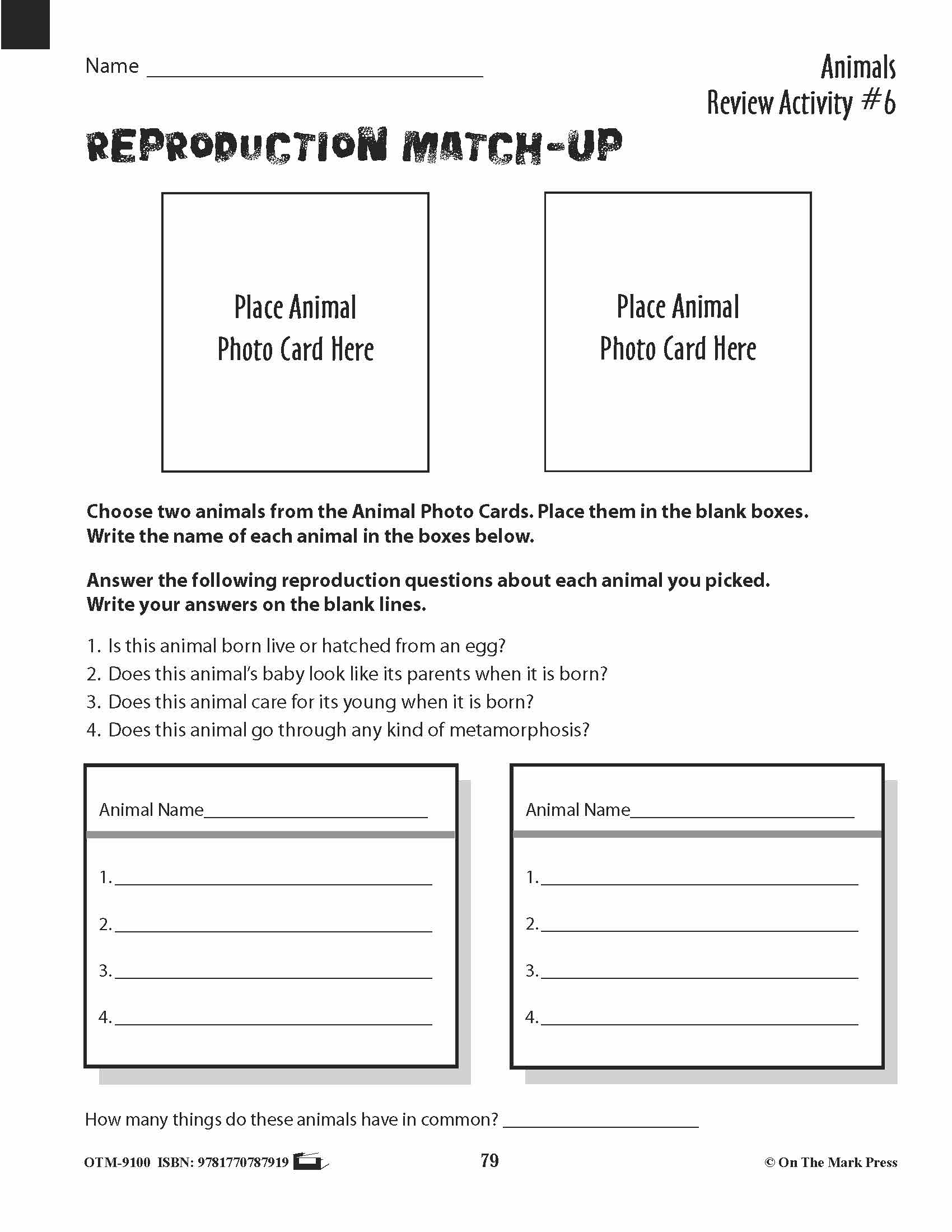 Animal Review Activities Grades 3+