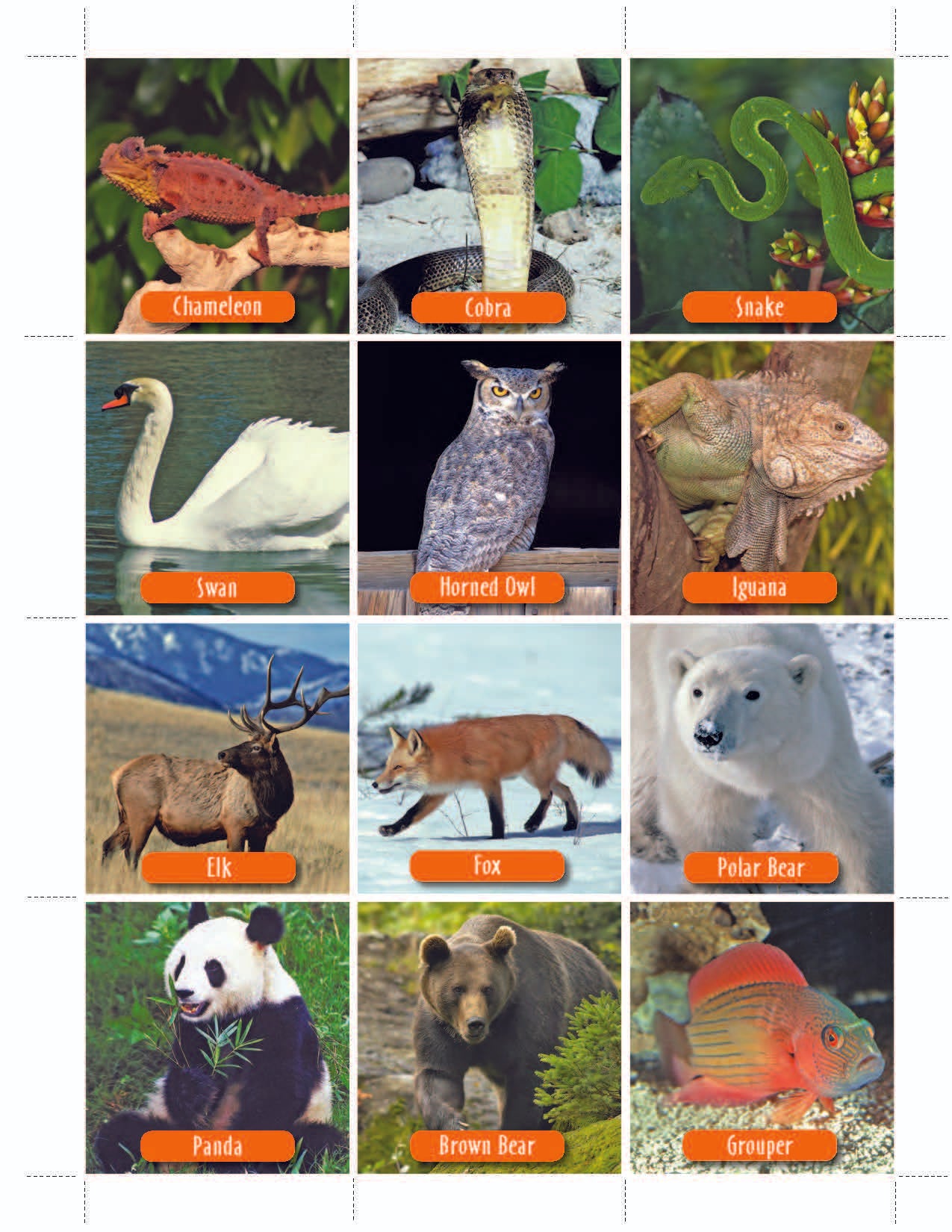 Animal Photo Activity Cards & Classification Labels Grades 3+