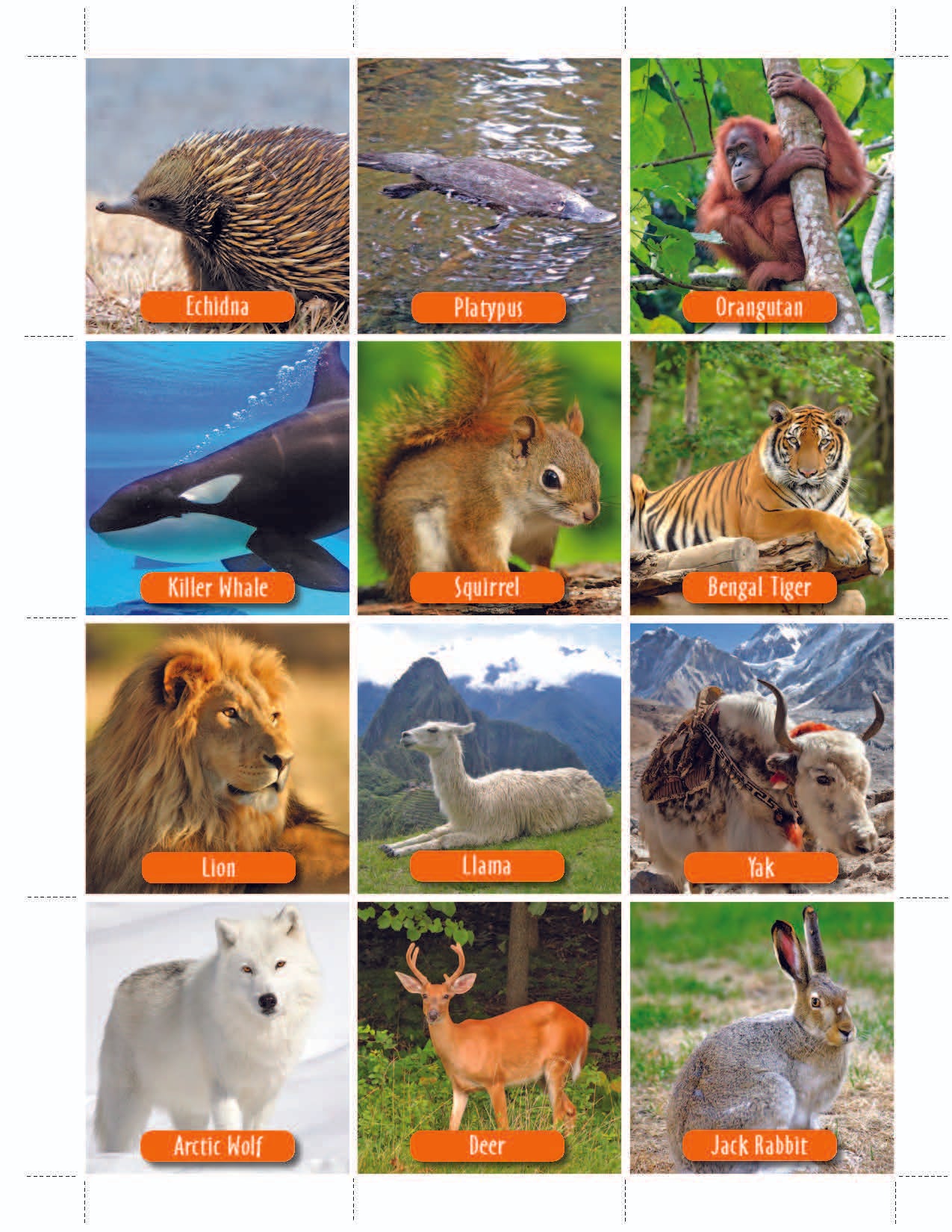 Animal Photo Activity Cards & Classification Labels Grades 3+