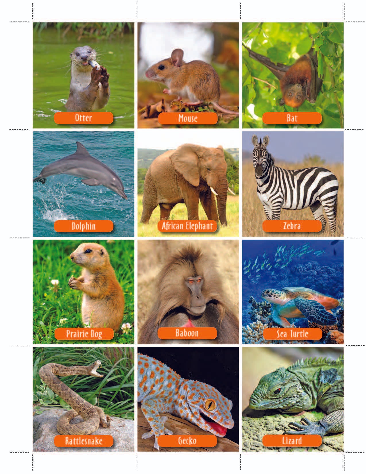Animal Photo Activity Cards & Classification Labels Grades 3+