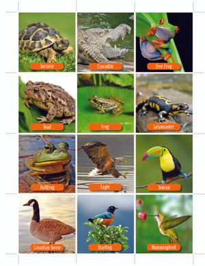 Animal Photo Activity Cards & Classification Labels Grades 3+