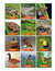 Animal Photo Activity Cards & Classification Labels Grades 3+