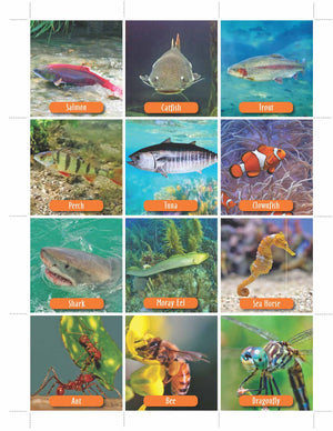 Animal Photo Activity Cards & Classification Labels Grades 3+