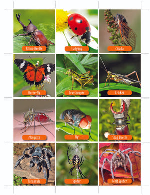 Animal Photo Activity Cards & Classification Labels Grades 3+