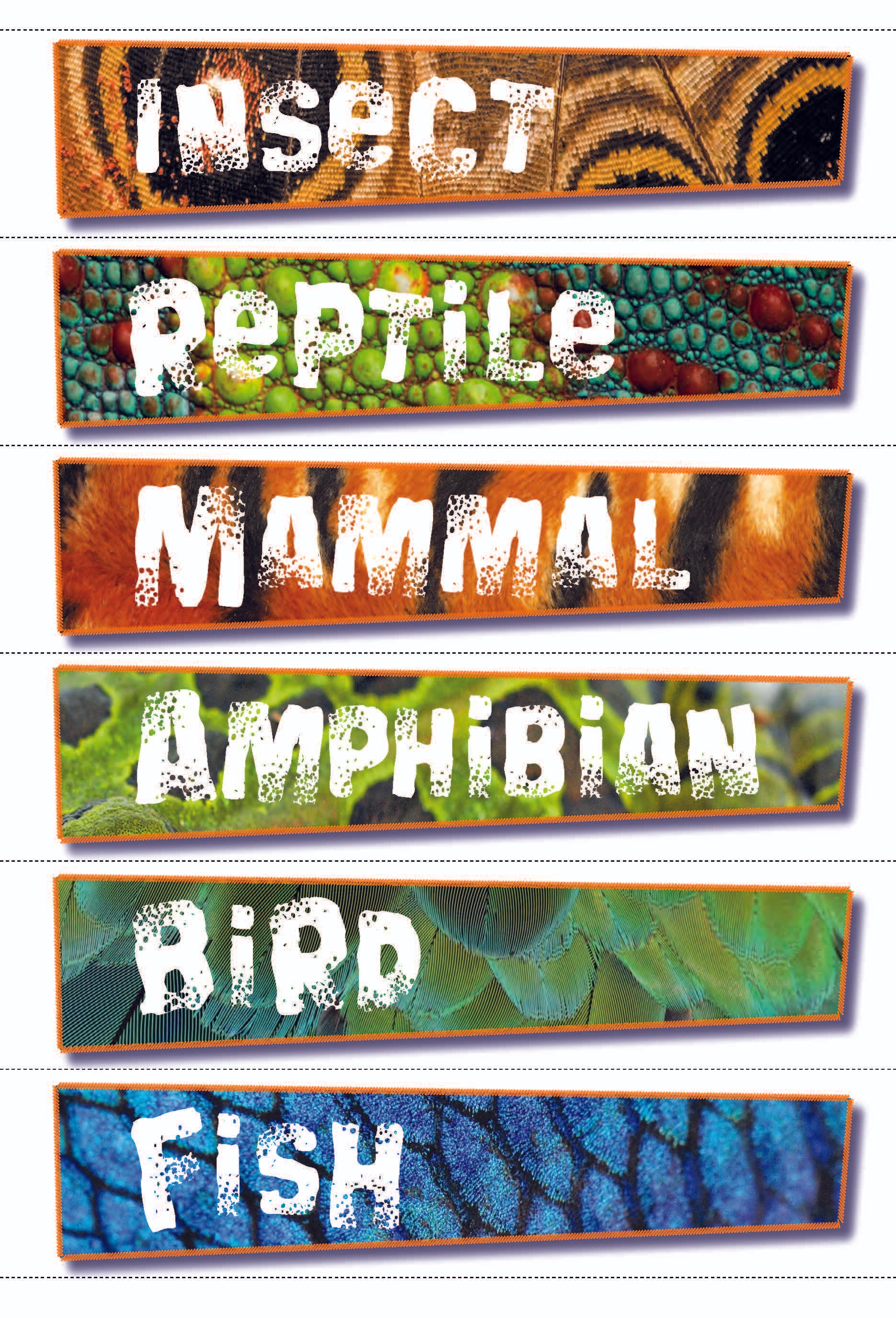 Animal Photo Activity Cards & Classification Labels Grades 3+