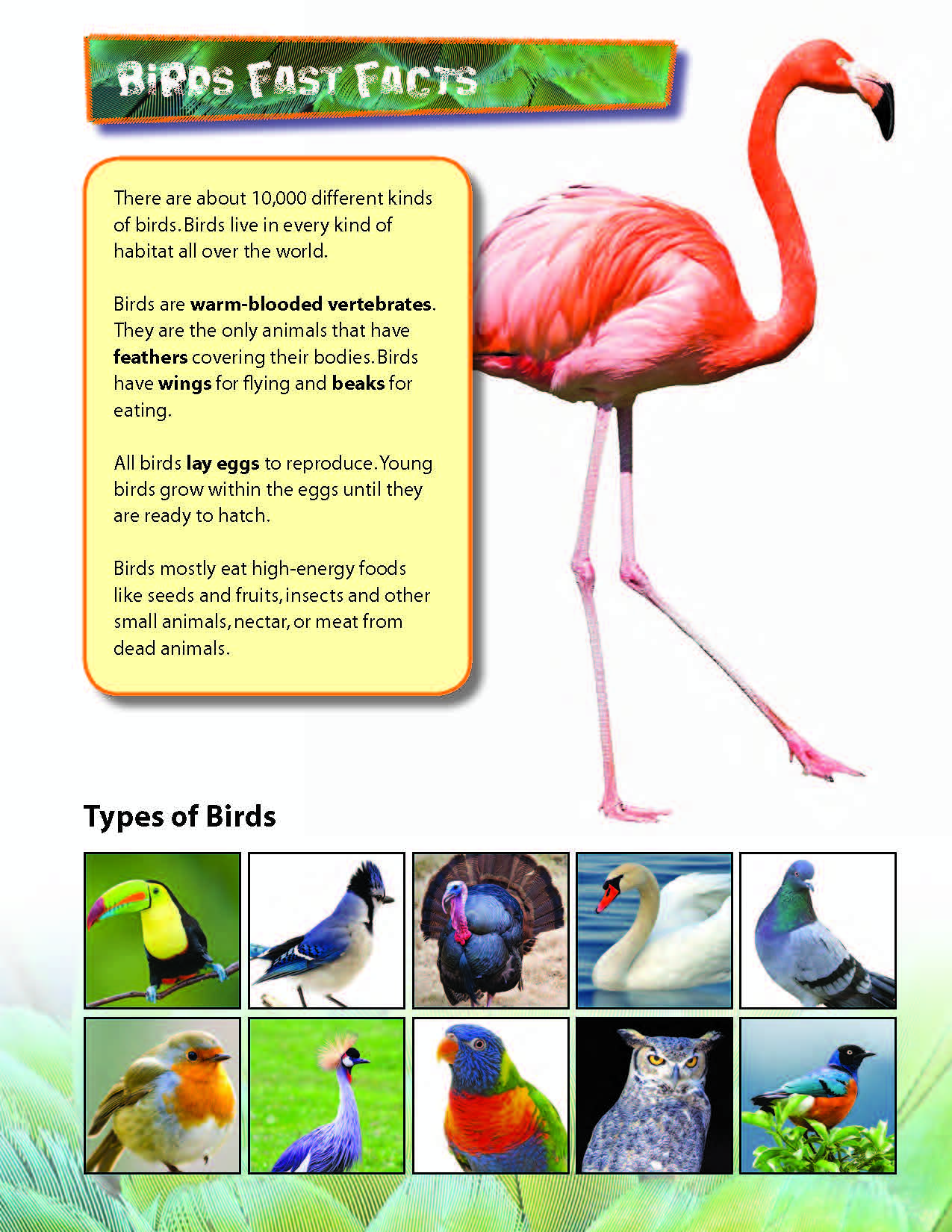 Birds & Fish Reading Folder Grades 3+