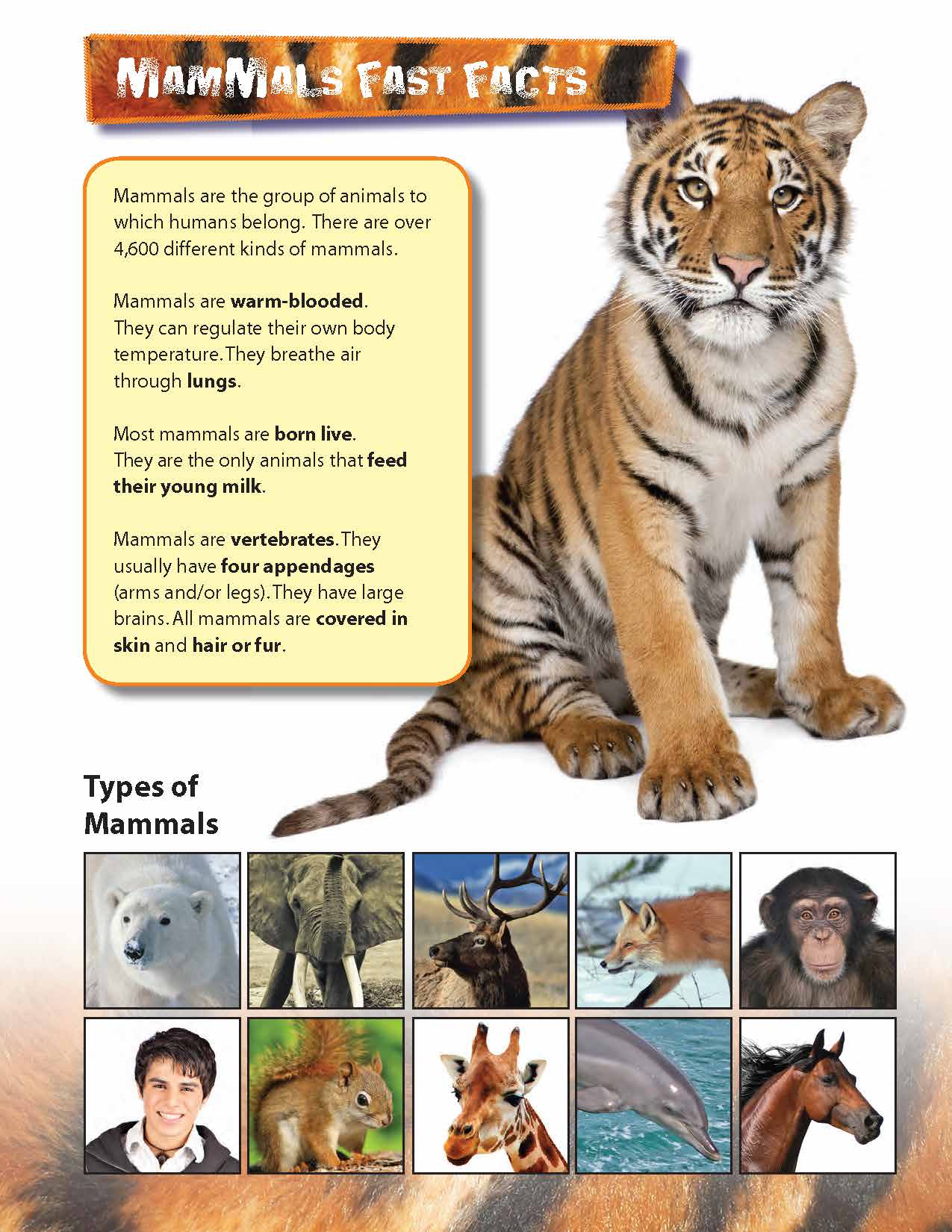 Mammals Full Color 4 Page Reading Folder Grades 3+