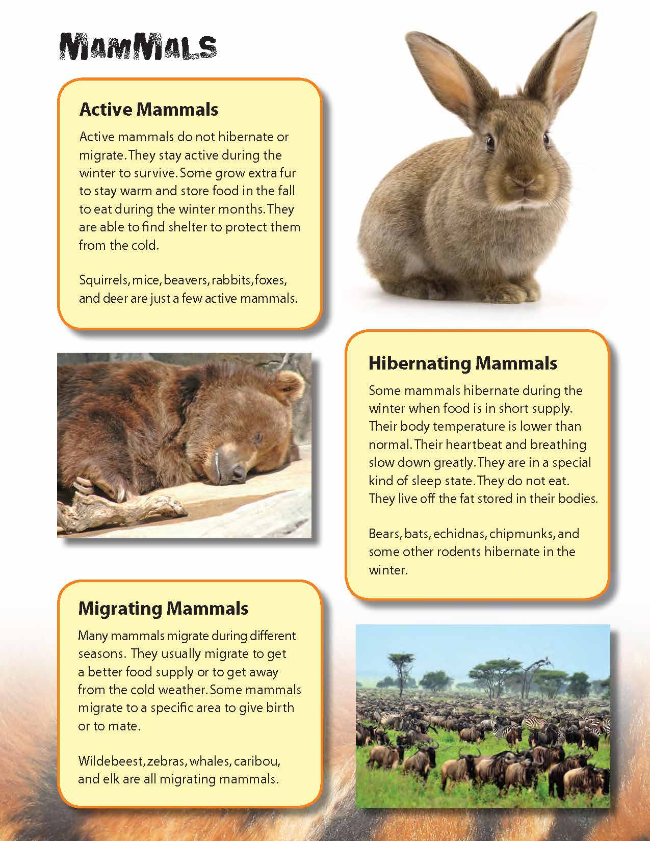 Mammals Full Color 4 Page Reading Folder Grades 3+
