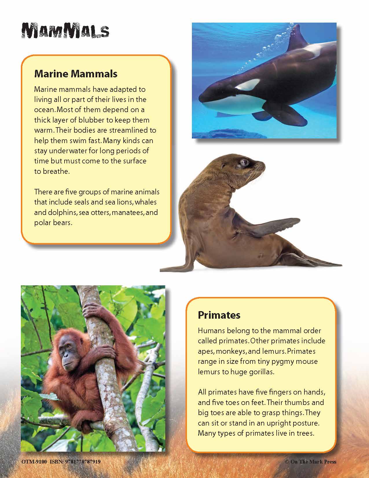 Mammals Full Color 4 Page Reading Folder Grades 3+