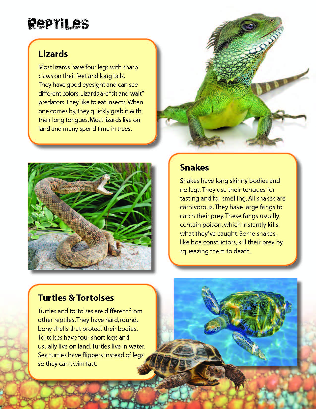 Reptiles & Amphibians Reading Folder Grades 3+