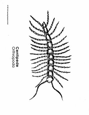 Insects Black & White Picture Collection Grades K-8