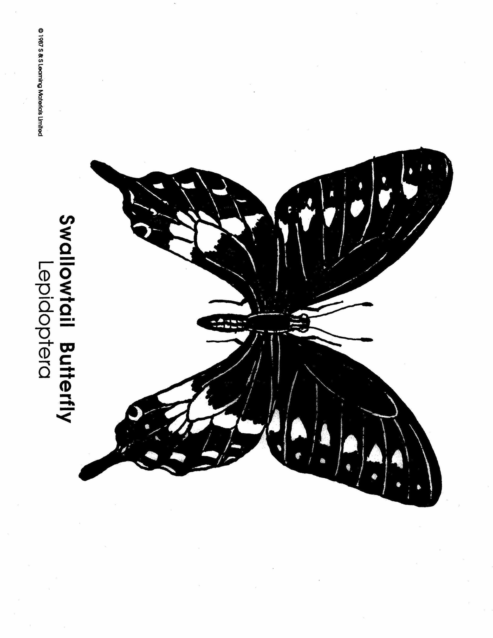 Insects Black & White Picture Collection Grades K-8