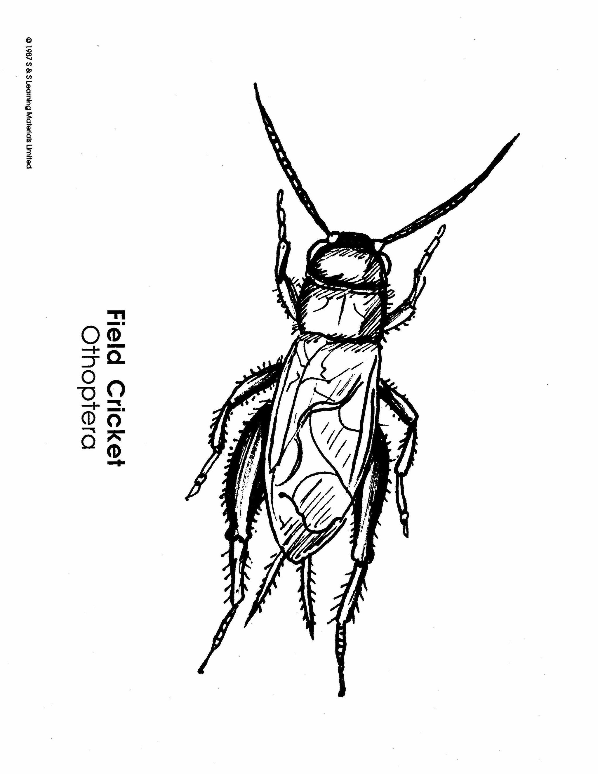 Insects Black & White Picture Collection Grades K-8