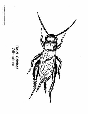 Insects Black & White Picture Collection Grades K-8