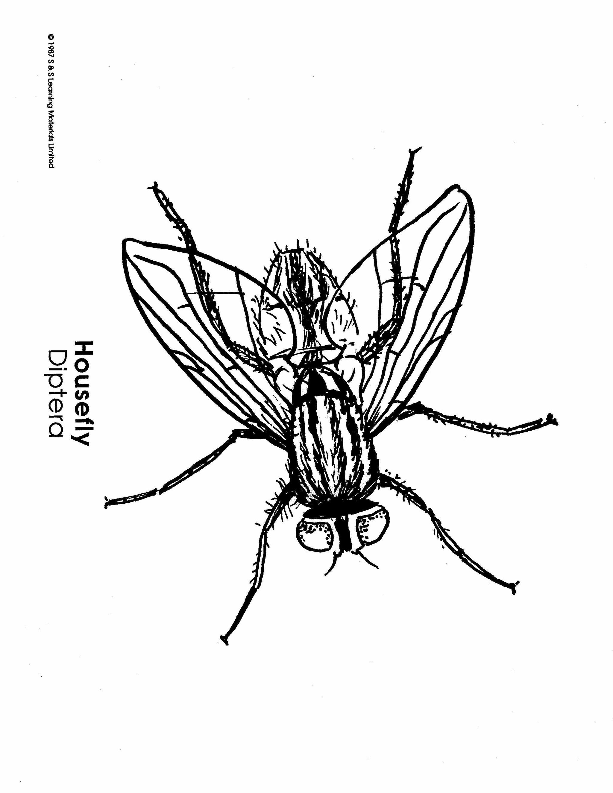 Insects Black & White Picture Collection Grades K-8