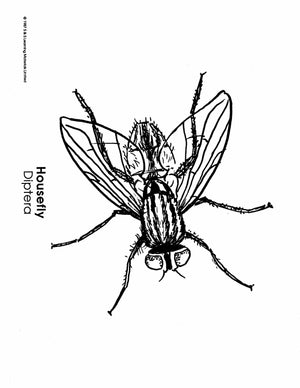 Insects Black & White Picture Collection Grades K-8